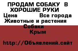 ПРОДАМ СОБАКУ  В ХОРОШИЕ РУКИ  › Цена ­ 4 000 - Все города Животные и растения » Собаки   . Крым